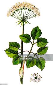 Attēlu rezultāti vaicājumam “Laserpitium latifolium bud”