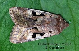 Attēlu rezultāti vaicājumam “Orthosia gothica”