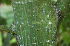 Attēlu rezultāti vaicājumam “Acer rufinerve flower”