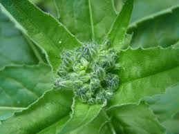 Attēlu rezultāti vaicājumam “Hesperis matronalis bud”