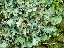 Attēlu rezultāti vaicājumam “Cetrelia sp.”