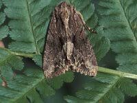 Attēlu rezultāti vaicājumam “Apamea monoglypha”
