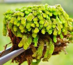 Attēlu rezultāti vaicājumam “Barbilophozia lycopodioides macro”