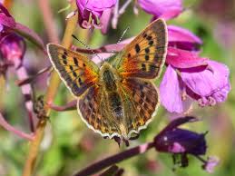Attēlu rezultāti vaicājumam “Lycaena virgaureae”