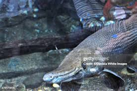 Image result for Atractosteus spatula