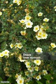 Attēlu rezultāti vaicājumam “Potentilla alba”
