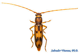 Attēlu rezultāti vaicājumam “Cerambycidae”
