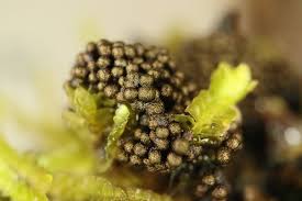 Attēlu rezultāti vaicājumam “Paradiacheopsis rigida macro”