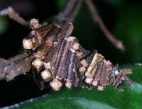 Attēlu rezultāti vaicājumam “Psychidae”