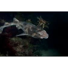 Image result for Cephaloscyllium laticeps