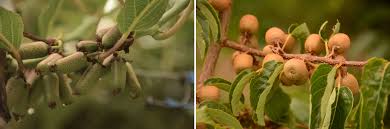 Attēlu rezultāti vaicājumam “Galium schultesii fruit”