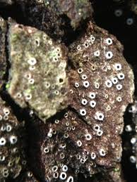 Attēlu rezultāti vaicājumam “Stictis”