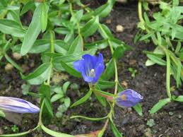 Attēlu rezultāti vaicājumam “Gentiana pneumonanthe leaf”
