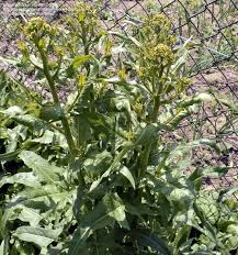 Attēlu rezultāti vaicājumam “Bunias orientalis bud”