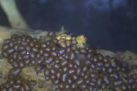 Attēlu rezultāti vaicājumam “Trichia contorta sessile”