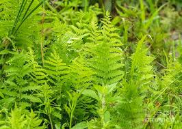 Attēlu rezultāti vaicājumam “Thelypteris palustris”