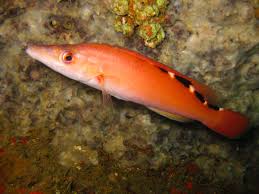 Image result for Labrus mixtus