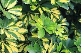 Attēlu rezultāti vaicājumam “Euonymus verrucosus leaf”