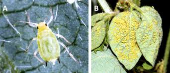 Attēlu rezultāti vaicājumam “Macrosiphoniella absinthii”