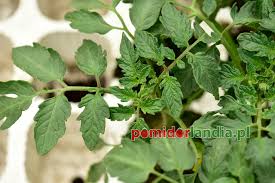 Afbeeldingsresultaat voor 1884 purple tomato