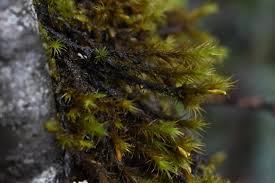 Attēlu rezultāti vaicājumam “Orthotrichum lyellii”