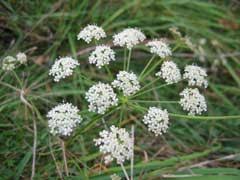 Attēlu rezultāti vaicājumam “Peucedanum oreoselinum”