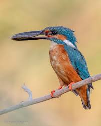 Attēlu rezultāti vaicājumam “Alcedo atthis”