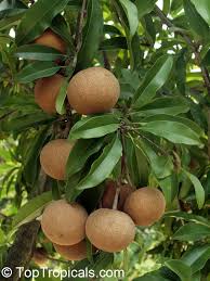 Attēlu rezultāti vaicājumam “Lathraea squamaria fruit”