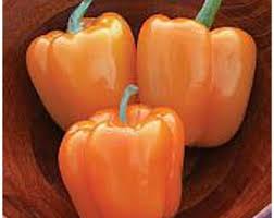 Afbeeldingsresultaat voor orange sun sweet pepper
