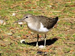 Attēlu rezultāti vaicājumam “Actitis hypoleucos”