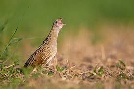 Attēlu rezultāti vaicājumam “Crex crex”