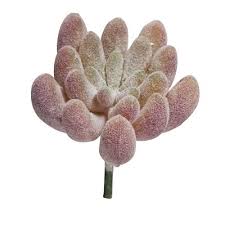 Image result for Mehikasvi