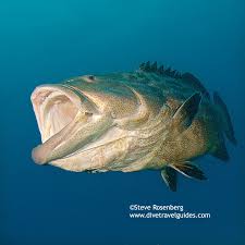 Image result for Mycteroperca bonaci