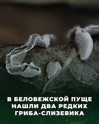 Attēlu rezultāti vaicājumam “Diderma testaceum”