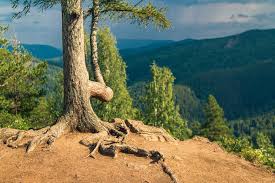 Image result for Красноярские Столбы