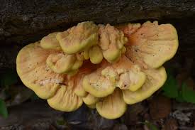 Attēlu rezultāti vaicājumam “Laetiporus sulphureus”