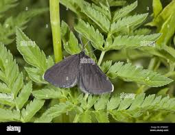 Attēlu rezultāti vaicājumam “Odezia atrata”