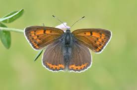Attēlu rezultāti vaicājumam “Lycaena hippothoe”
