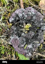 Attēlu rezultāti vaicājumam “Nectriopsis violacea”