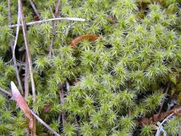 Attēlu rezultāti vaicājumam “Grimmia muehlenbeckii sporophyte”