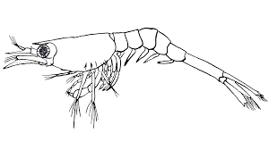 Attēlu rezultāti vaicājumam “Crangon crangon”