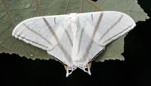 Attēlu rezultāti vaicājumam “Geometridae”