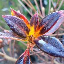 Attēlu rezultāti vaicājumam “Enkianthus campanulatus flower”