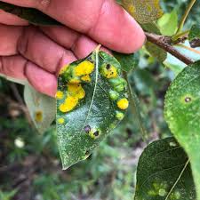 Attēlu rezultāti vaicājumam “Sawadaea tulasnei”