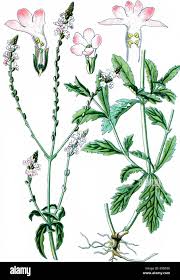 Image result for Verbena officinalis