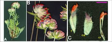 Attēlu rezultāti vaicājumam “Anthyllis maritima leaf”