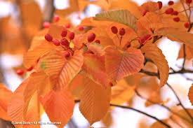 Attēlu rezultāti vaicājumam “Sorbus alnifolia”