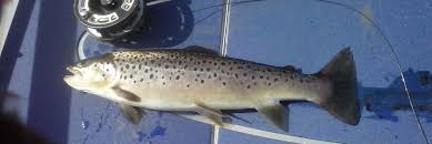 Image result for Segdoune Flyfishers` Angling Club