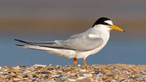 Attēlu rezultāti vaicājumam “Sternula albifrons”