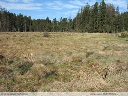 Attēlu rezultāti vaicājumam “Tomentypnum nitens”